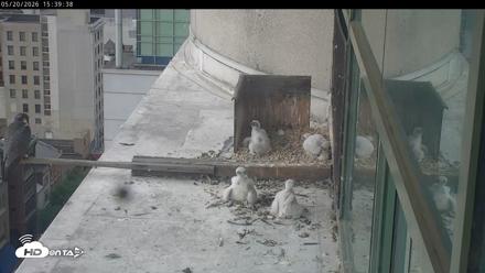 PA Peregrine Falcon Cam Live Webcam - May 20, 2026, 3:33pm EDT
