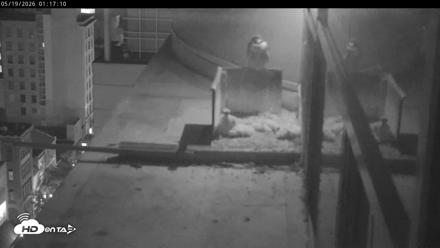 PA Peregrine Falcon Cam Live Webcam - May 19, 2026, 1:10am EDT