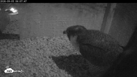 PA Peregrine Falcon Cam Live Webcam - Sep 5, 2026, 6:02am EDT