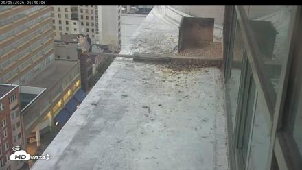 PA Peregrine Falcon Cam Live Webcam - Sep 5, 2026, 6:36am EDT