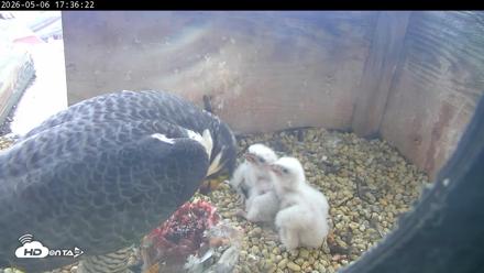 PA Peregrine Falcon Cam Live Webcam - May 6, 2026, 5:28pm EDT