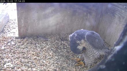 PA Peregrine Falcon Cam Live Webcam - Oct 2, 2026, 5:10pm EDT