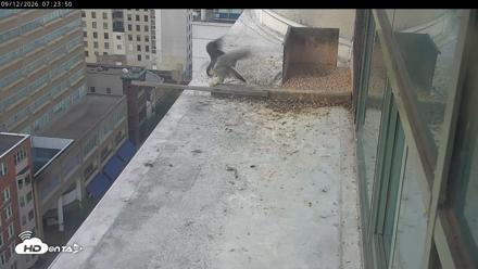 PA Peregrine Falcon Cam Live Webcam - Sep 12, 2026, 7:20am EDT