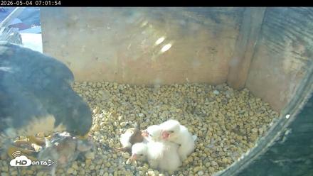 PA Peregrine Falcon Cam Live Webcam - May 4, 2026, 6:54am EDT