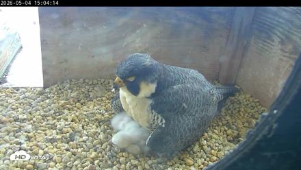 PA Peregrine Falcon Cam Live Webcam - May 4, 2026, 2:56pm EDT