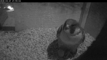 PA Peregrine Falcon Cam Live Webcam - Mar 21, 2026, 9:47pm EDT