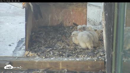 PA Peregrine Falcon Cam Live Webcam - May 15, 2026, 6:19am EDT
