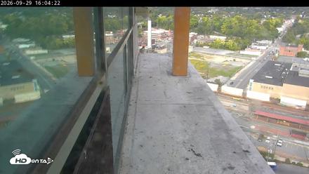 PA Peregrine Falcon Cam Live Webcam - Sep 29, 2026, 4:19pm EDT