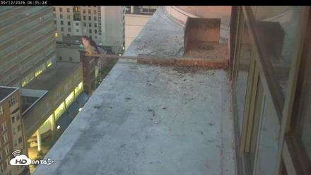 PA Peregrine Falcon Cam Live Webcam - Sep 12, 2026, 6:31am EDT