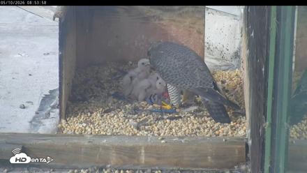 PA Peregrine Falcon Cam Live Webcam - May 10, 2026, 8:47am EDT
