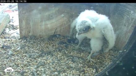 PA Peregrine Falcon Cam Live Webcam - May 26, 2026, 4:08pm EDT