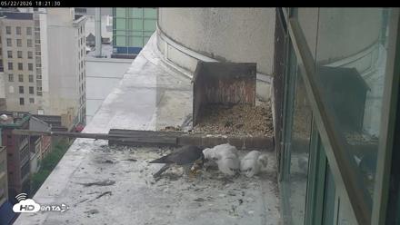 PA Peregrine Falcon Cam Live Webcam - May 22, 2026, 6:15pm EDT