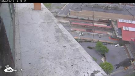 PA Peregrine Falcon Cam Live Webcam - May 15, 2026, 7:40pm EDT