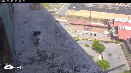 PA Peregrine Falcon Cam Live Webcam - May 27, 2026, 3:32pm EDT