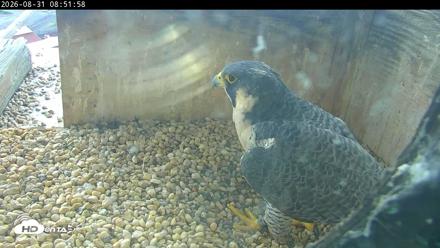 PA Peregrine Falcon Cam Live Webcam - Aug 31, 2026, 8:46am EDT