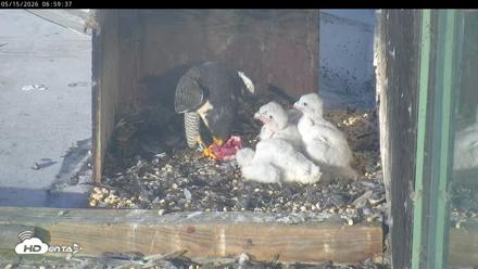PA Peregrine Falcon Cam Live Webcam - May 15, 2026, 6:52am EDT