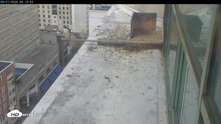 PA Peregrine Falcon Cam Live Webcam - Sep 21, 2026, 8:15am EDT