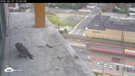 PA Peregrine Falcon Cam Live Webcam - Jun 15, 2026, 3:15pm EDT