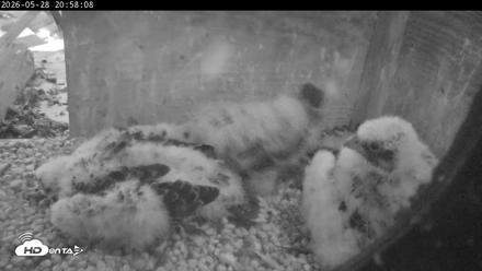 PA Peregrine Falcon Cam Live Webcam - May 28, 2026, 8:51pm EDT