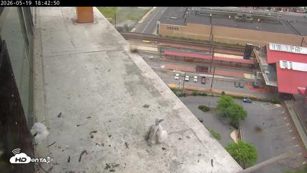 PA Peregrine Falcon Cam Live Webcam - May 19, 2026, 6:54pm EDT