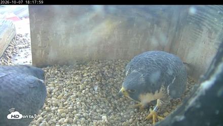 PA Peregrine Falcon Cam Live Webcam - Oct 7, 2026, 6:14pm EDT