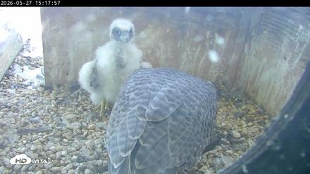 PA Peregrine Falcon Cam Live Webcam - May 27, 2026, 3:11pm EDT