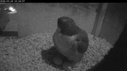 PA Peregrine Falcon Cam Live Webcam - Mar 24, 2026, 11:17pm EDT
