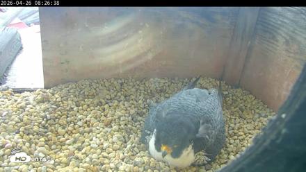PA Peregrine Falcon Cam Live Webcam - Apr 26, 2026, 8:18am EDT