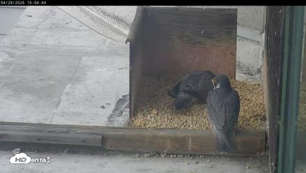 PA Peregrine Falcon Cam Live Webcam - Apr 28, 2026, 4:00pm EDT