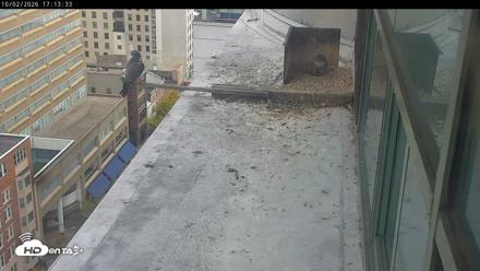 PA Peregrine Falcon Cam Live Webcam - Oct 2, 2026, 5:10pm EDT