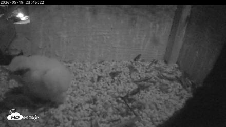 PA Peregrine Falcon Cam Live Webcam - May 19, 2026, 11:39pm EDT