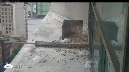 PA Peregrine Falcon Cam Live Webcam - May 19, 2026, 7:05pm EDT