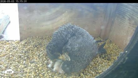 PA Peregrine Falcon Cam Live Webcam - May 3, 2026, 3:08pm EDT