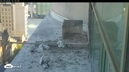 PA Peregrine Falcon Cam Live Webcam - May 29, 2026, 6:16pm EDT