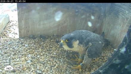 PA Peregrine Falcon Cam Live Webcam - Aug 1, 2026, 3:37pm EDT