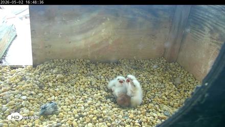 PA Peregrine Falcon Cam Live Webcam - May 2, 2026, 4:40pm EDT