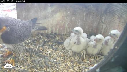 PA Peregrine Falcon Cam Live Webcam - May 15, 2026, 7:39pm EDT