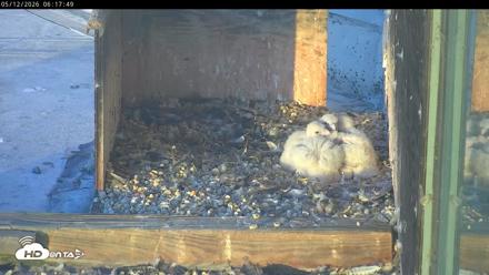 PA Peregrine Falcon Cam Live Webcam - May 12, 2026, 6:10am EDT