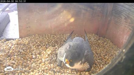 PA Peregrine Falcon Cam Live Webcam - Apr 30, 2026, 6:44am EDT