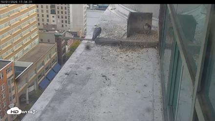 PA Peregrine Falcon Cam Live Webcam - Oct 1, 2026, 5:31pm EDT