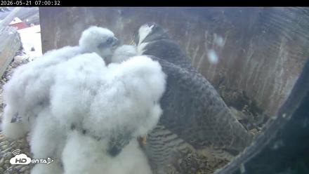 PA Peregrine Falcon Cam Live Webcam - May 21, 2026, 6:53am EDT
