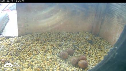 PA Peregrine Falcon Cam Live Webcam - Apr 25, 2026, 1:37pm EDT