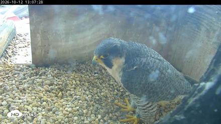PA Peregrine Falcon Cam Live Webcam - Oct 12, 2026, 1:03pm EDT