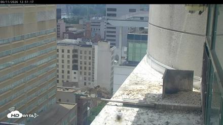 PA Peregrine Falcon Cam Live Webcam - Jun 11, 2026, 12:45pm EDT