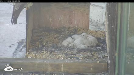 PA Peregrine Falcon Cam Live Webcam - May 12, 2026, 4:34pm EDT
