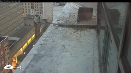 PA Peregrine Falcon Cam Live Webcam - Sep 13, 2026, 6:38am EDT