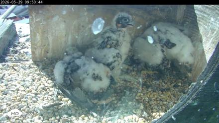PA Peregrine Falcon Cam Live Webcam - May 29, 2026, 9:44am EDT