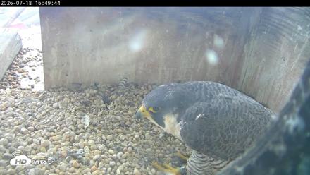 PA Peregrine Falcon Cam Live Webcam - Jul 18, 2026, 4:41pm EDT