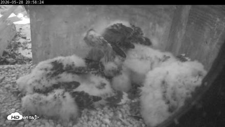 PA Peregrine Falcon Cam Live Webcam - May 28, 2026, 8:52pm EDT