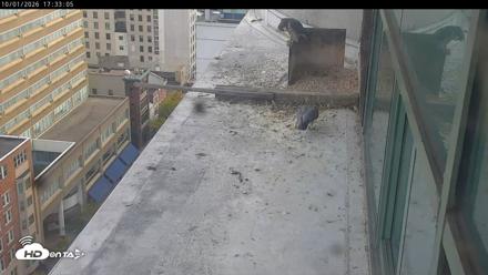 PA Peregrine Falcon Cam Live Webcam - Oct 1, 2026, 5:30pm EDT